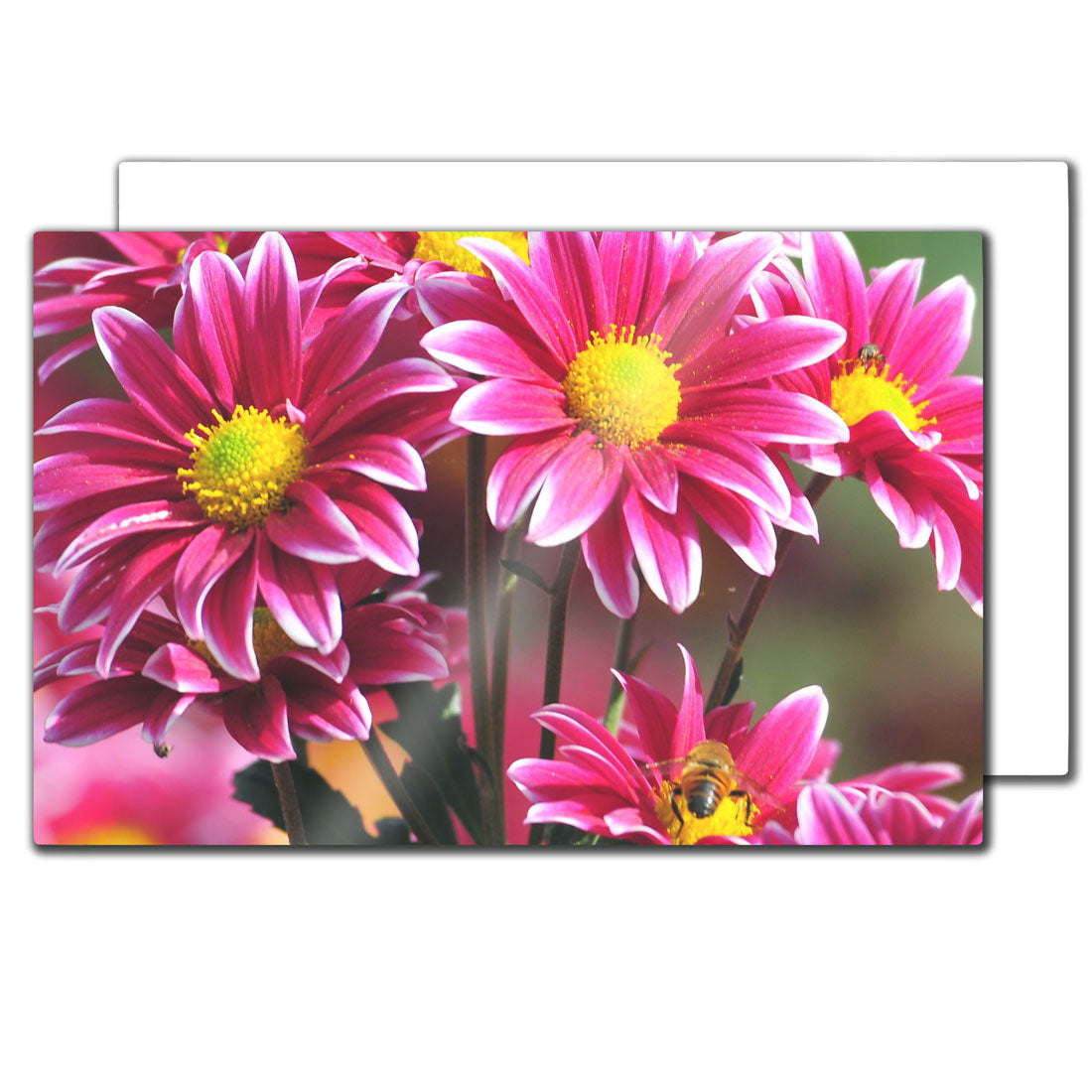 iLumipiX™ Sublimation HD Photo Panels - 12" x 18" - Pack of 10 - Joto Imaging Supplies Canada
